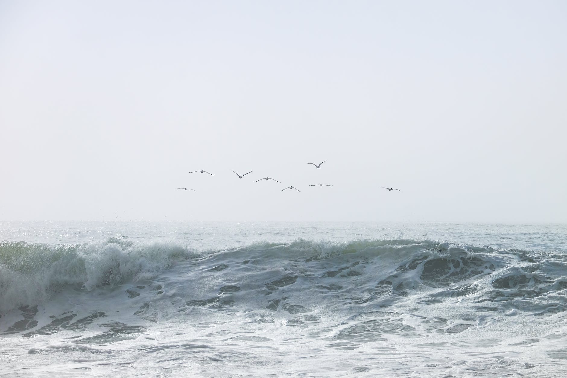 birds flying over rough sea